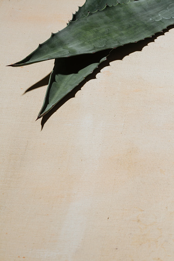 Agave leaves on white canvas, with neutral blank space.