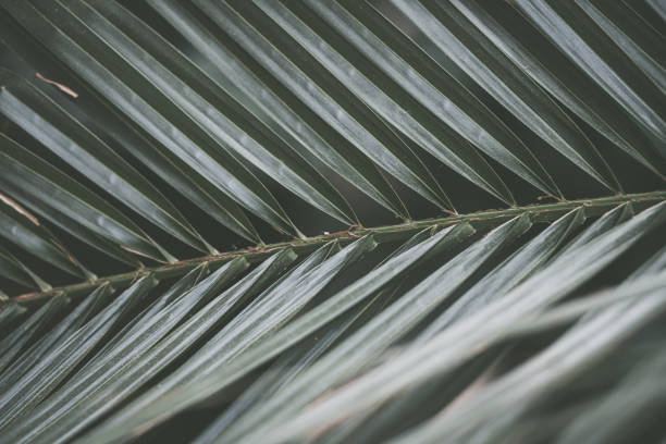 istock Close up of palm leaves 1183313110