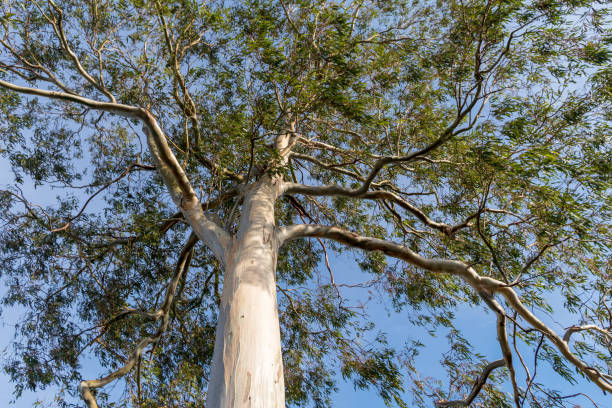 árvore de eucalipto - bluegum tree - fotografias e filmes do acervo