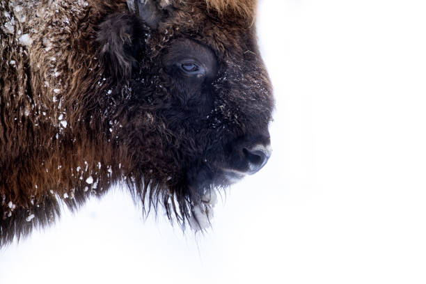 istock Europen bison portrait 1183313391