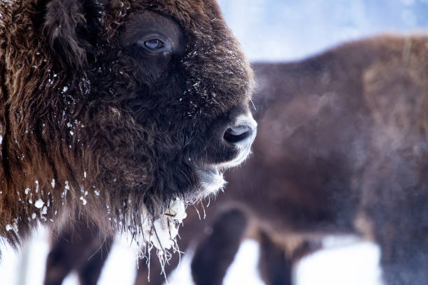 istock Europen bison portrait 1183313630