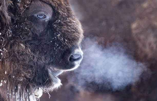 europen bison portrait - bisonte imagens e fotografias de stock