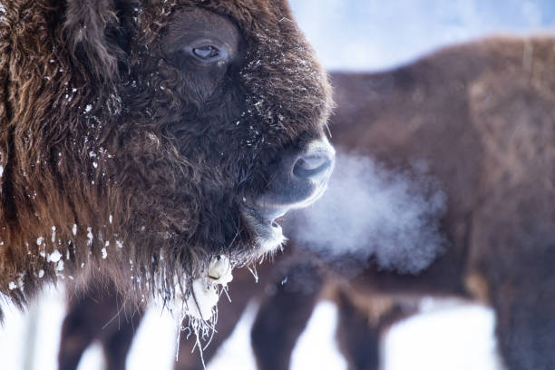 istock Europen bison portrait 1183313877