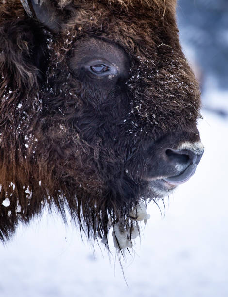 istock Europen bison portrait 1183314043