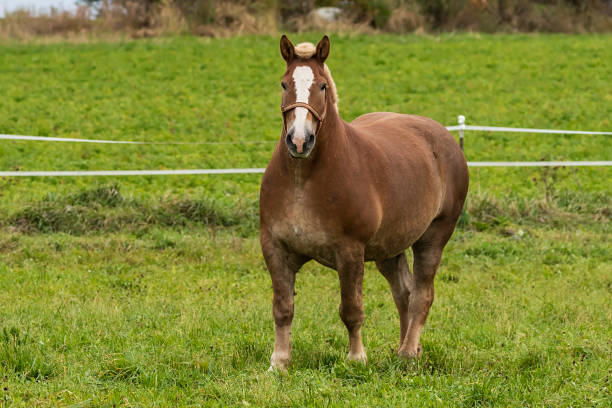 istock Beautiful horses on the pasture 1183314227
