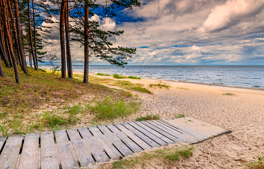 Pine forest, wooden footpath and a shore of the Baltic Sea