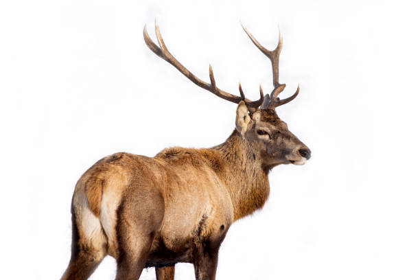istock Red deer in snow 1183315388