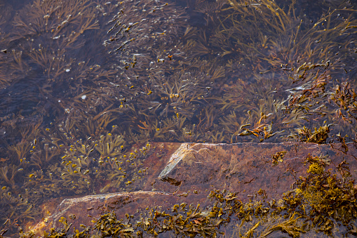 Istanbul, Turkey-June 30, 2023: Clean Marmara Sea waters in Istanbul. Shot with Canon EOS R5.