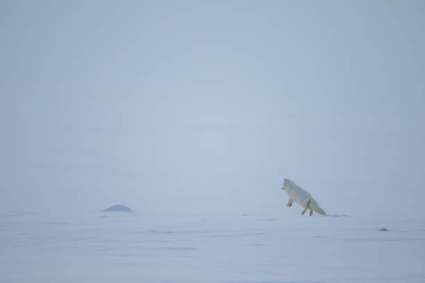 istock Arctic fox, Vulpes lagopus, jumping on the snow. 1183317601