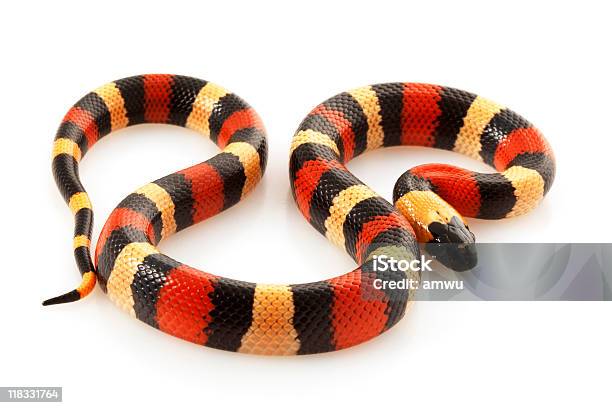 San Poblana Milksnake Foto de stock y más banco de imágenes de Fondo blanco - Fondo blanco, Serpiente, Colorido