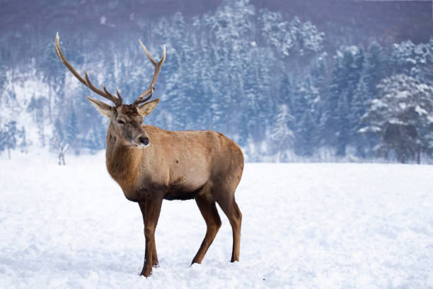 istock Red deer in snow 1183317934