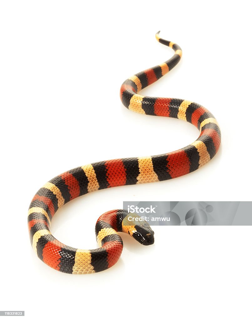 San Milksnake региона Пуэбла - Стоковые фото Поперечнополосатая королевская змея роялти-фри