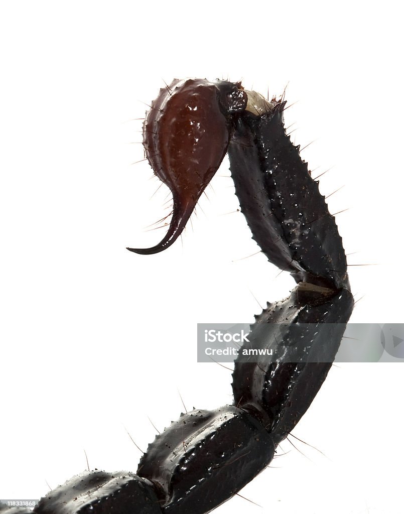 Emperor Scorpion-Stinger - Lizenzfrei Bedrohte Tierart Stock-Foto