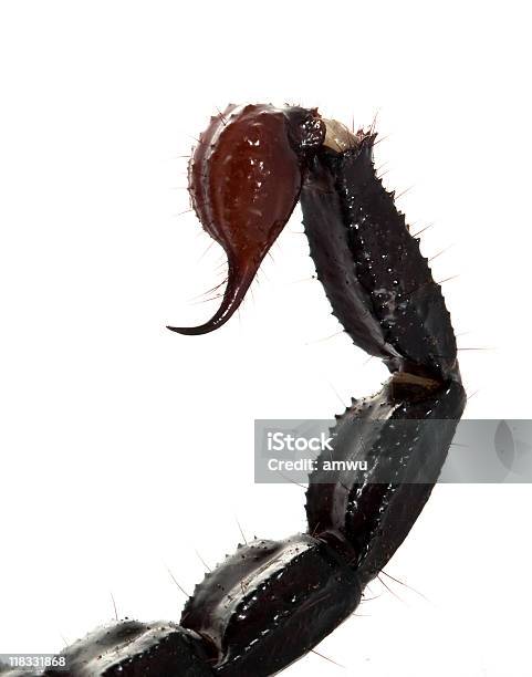 Emperor Scorpionstinger Stockfoto und mehr Bilder von Bedrohte Tierart - Bedrohte Tierart, Bunt - Farbton, Exotik