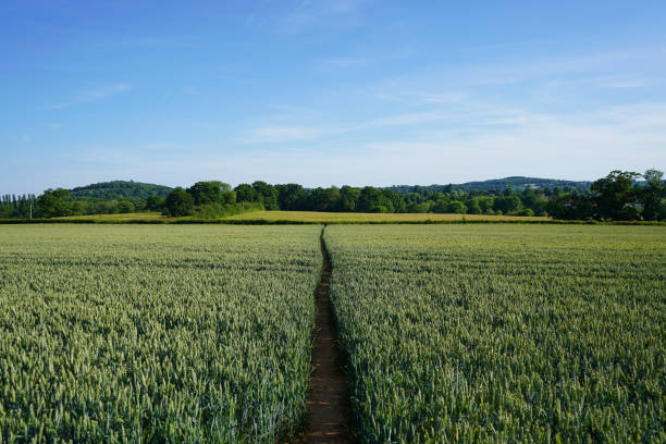 Tractor lines in a wheat field with blue sky
