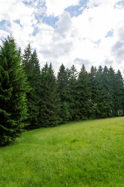 coniferous forest on a mountain in the summer