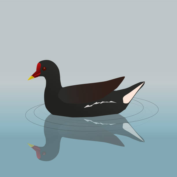 Common moorhen A vector illustration of a common  moorhen swimming moorhen bird water bird black stock illustrations