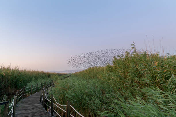 istock A shape created by a large flock of starlings, flying together in moving patterns before roosting at dusk. 1183321965