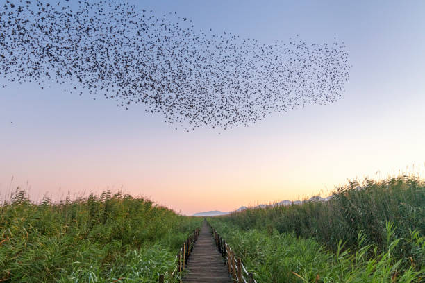 A shape created by a large flock of starlings, flying together in moving patterns before roosting at dusk.