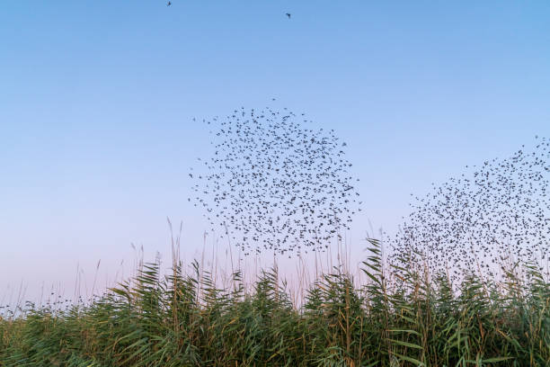 istock A shape created by a large flock of starlings, flying together in moving patterns before roosting at dusk. 1183322265