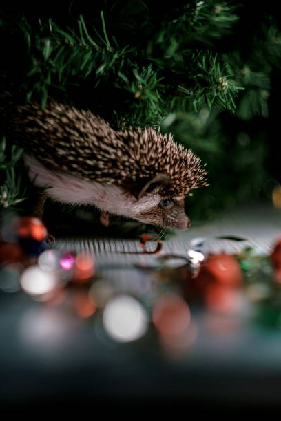 istock Christmas card with a cute little hedgehog. 1183323187
