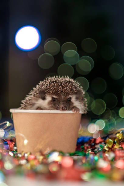 istock Christmas card with a cute little hedgehog. 1183323637