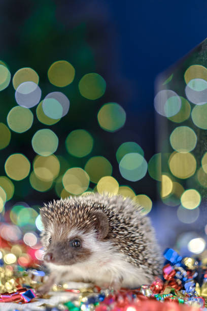 istock Christmas card with a cute little hedgehog. 1183323722