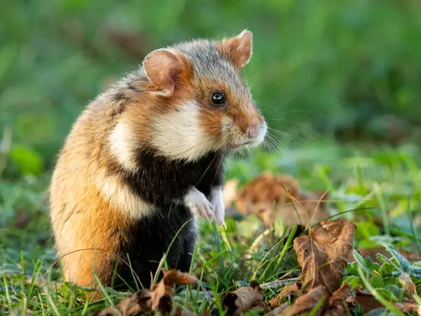 A European hamster in a meadow looking for food, cemetery in Meidling (Vienna, Austria)