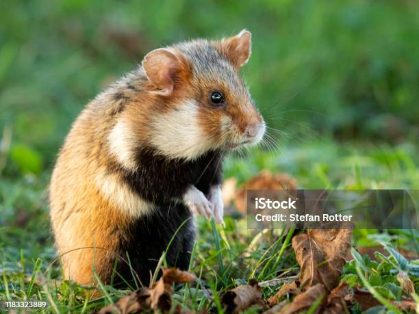 Крымский хомяк дикий фото и описание Крымский хомяк дикий фото и описание