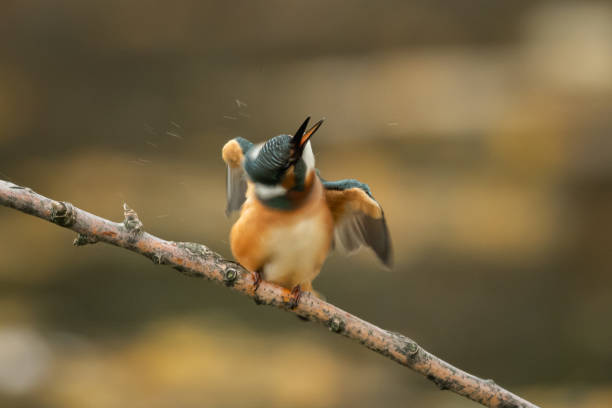 istock A common kingfisher sitting on a branch 1183323907