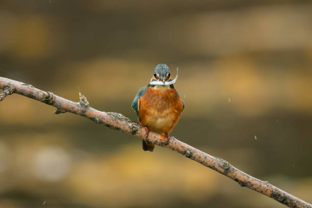 istock A common kingfisher sitting on a branch 1183324000