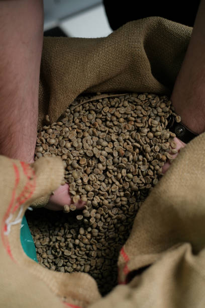istock green unroasted coffee beans in hands 1183325281