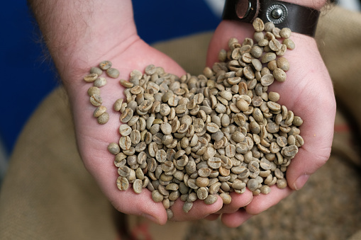 green unroasted coffee beans in hands on burlap background. coffee roasting process