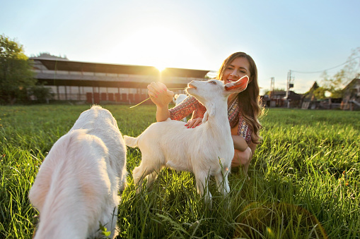 Young woman feeding grass to goat kids, smiling, wide angle photo with strong backlight and sun over farm in background