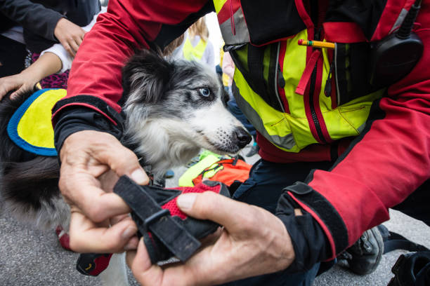 cane da ricerca e soccorso - rescue training” foto e immagini stock