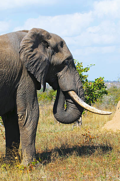 Elephant in South Africa stock photo