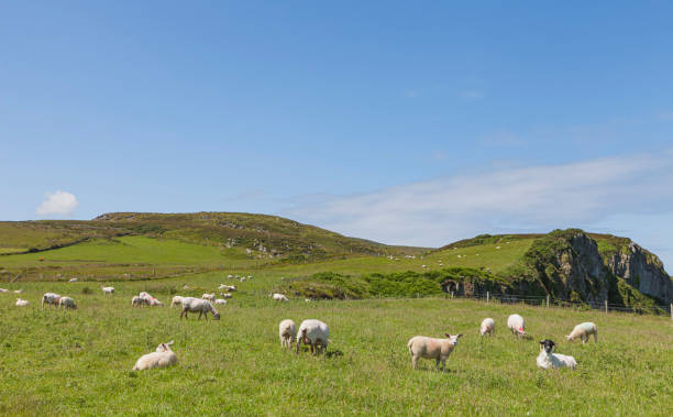 istock flock of sheep in an Irish meadow 1183326795