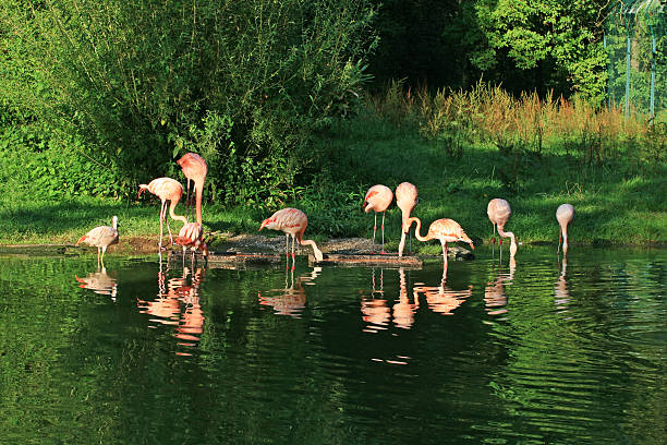 istock Pink Flamingos 118332766