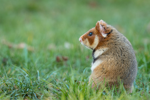 A European hamster in a meadow looking for food, cemetery in Meidling (Vienna, Austria)
