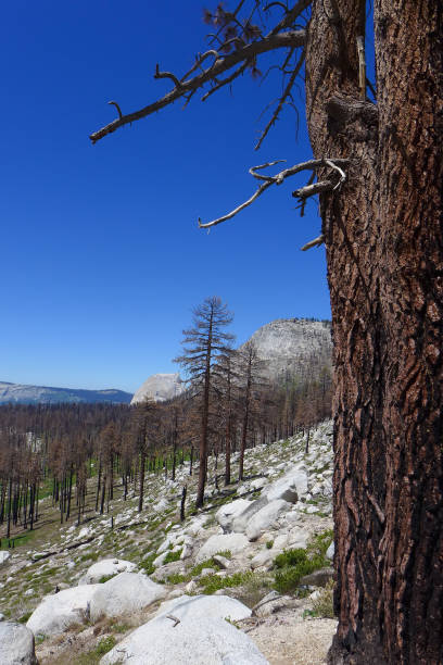 istock Yosemite Burn Trees, John Muir Trail 1183331438