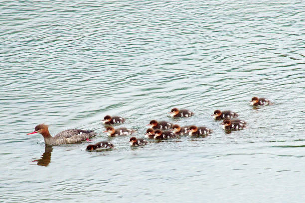 A Red-breasted Merganser and her brood A Red-breasted Merganser (Mergus serrator) and her brood of 14 chicks on an Alaskan mountain stream in Kodiak kodiak island photos stock pictures, royalty-free photos & images