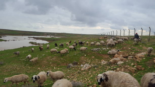 istock A FLOCK OF SHEEP 1 1183331707
