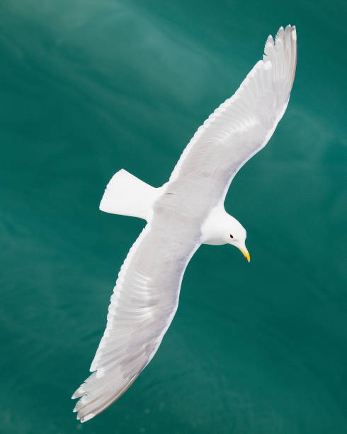 istock A Glaucous Gull flies over Arctic waters 1183332558