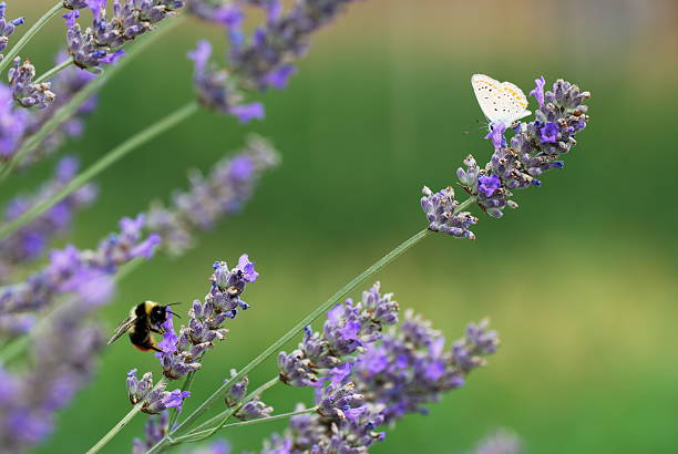 A vibrant scene of lavender stalks under soft sunlight, with delicate purple blooms standing out against a beautifully blurred background. The depth of field is expertly utilized, focusing sharply on the intricate details of the lavender while subtly blurring the pink and yellow hues in the background, adding depth and dynamism. A bee, captured in a moment of stillness, is perched on one of the central lavender stalks, its wings shimmering in the light. The colors are rich and lively, with the purple of the lavender contrasting with gentle greens and pastels around it. The composition draws the eye naturally across the frame, making it a perfect representation of a peaceful, sunny garden day. The photograph embodies a serene, natural look, ideal for themes of tranquility, nature, or gardening.