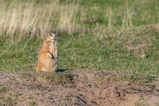 istock A prairie dog standing 1183332828