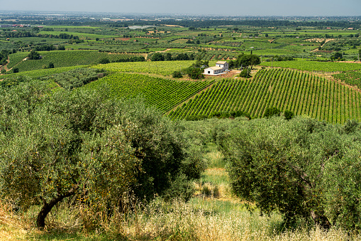 View on the canopies of green olive trees at plantation.