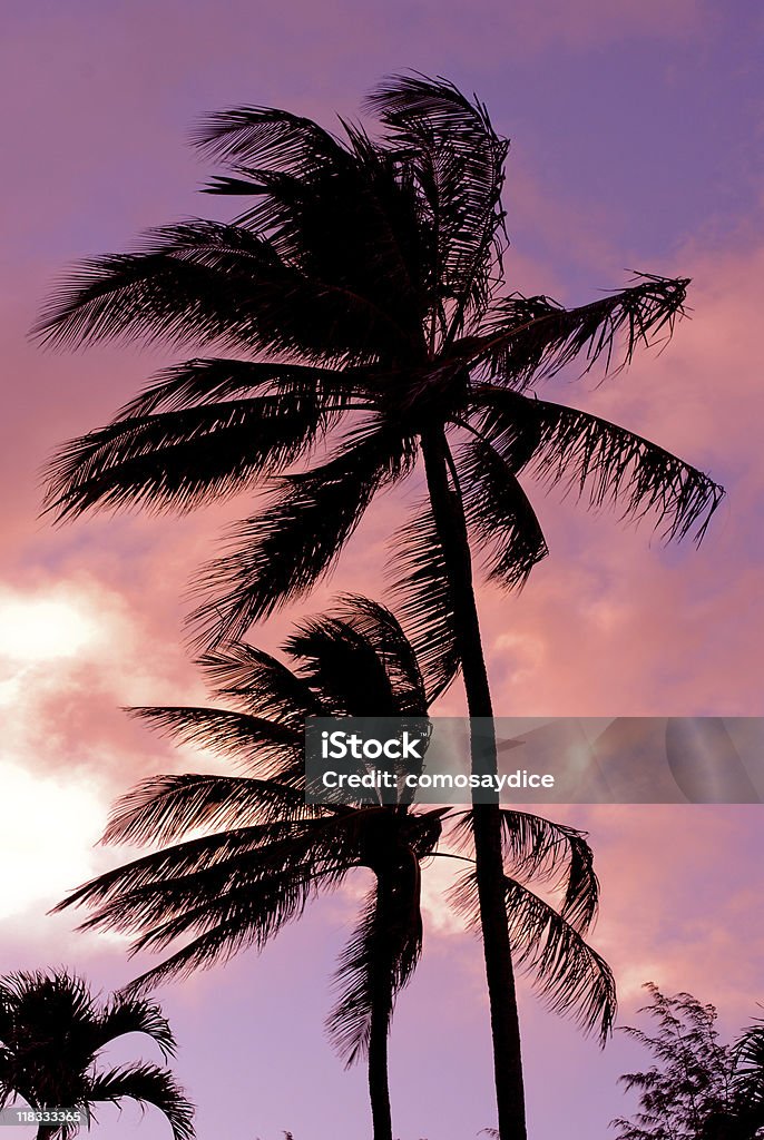Пальмы в закате - Стоковые фото Без людей роялти-фри