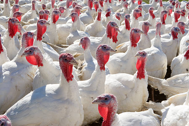 istock Round up of turkeys getting ready for thanksgiving 118333500