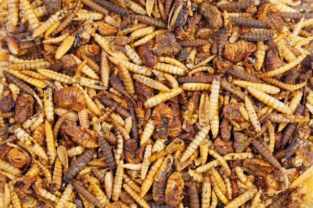 Dried worms, grasshoppers and beetles for feeding fish, rodent, bird and lizard