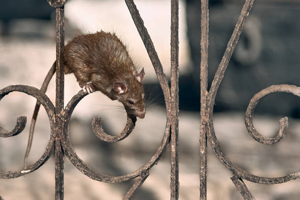 Brown rat animal, close-up. The brown rat climbs the temple fence. tail photos stock pictures, royalty-free photos & images